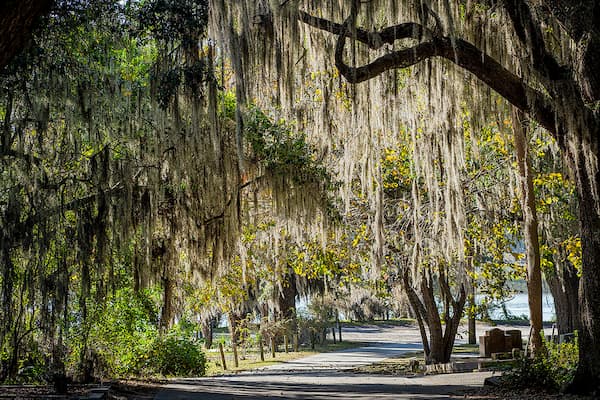 Bonaventure Cemetery historic oak grove with dense Spanish moss creating mystical atmospheric landscape