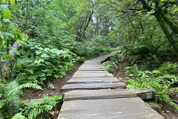 Bonaventure Cemetery woodland trail through forest with natural landscaping and wooded walking paths